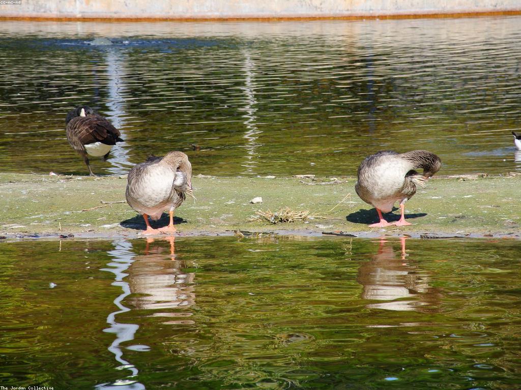 ααΆααα·αα·αααα’ααααα: ααΆααα·ααααΆα’αααΈααΈαα·αα·ααΈαα·ααα»αααΆαααααΆαααααα