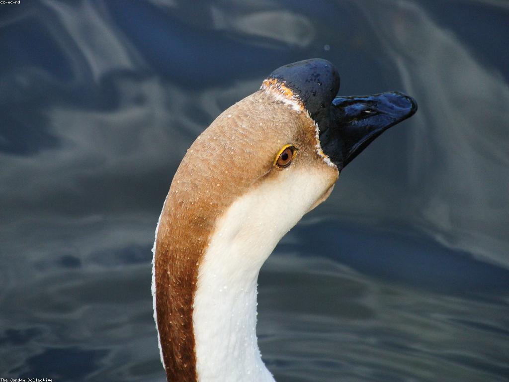 សារៈសំខាន់នៃអត្ថបទពិនិត្យនៅក្នុងការស្រាវជ្រាវ